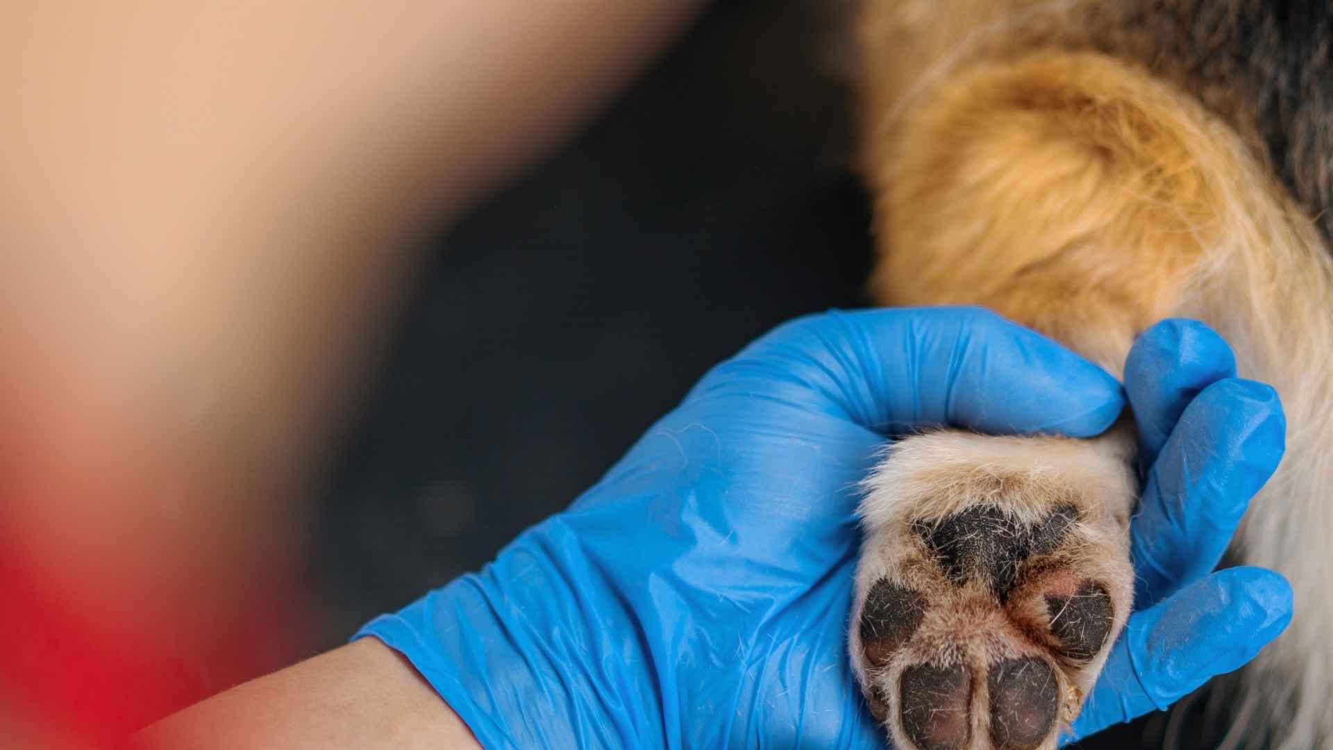 Hiperqueratosis en perros